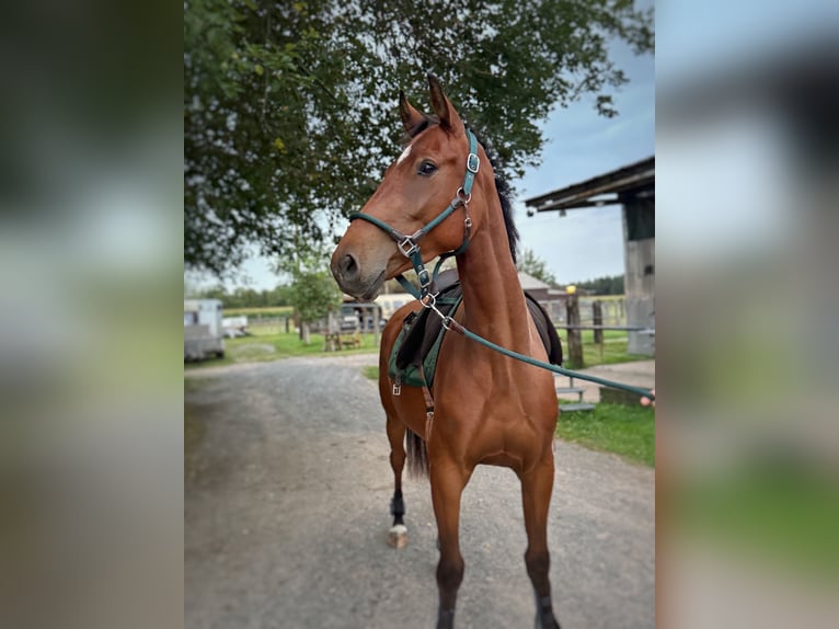 Westphalien Hongre 3 Ans 165 cm Bai in Issum