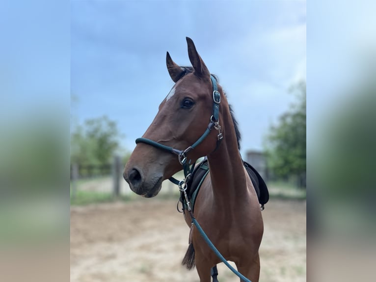 Westphalien Hongre 3 Ans 165 cm Bai in Issum