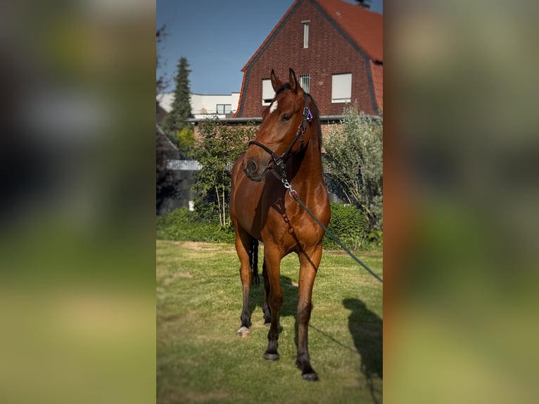 Westphalien Hongre 3 Ans 165 cm Bai in Issum