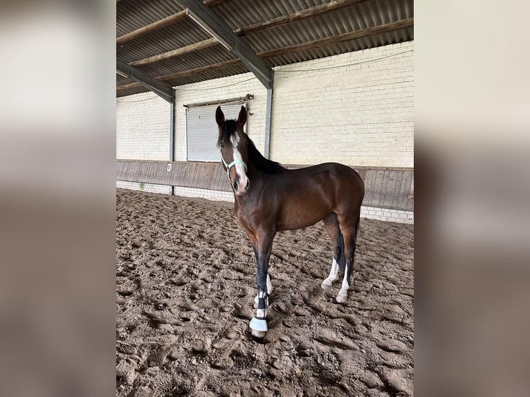 Westphalien Hongre 3 Ans 165 cm Bai in Rees