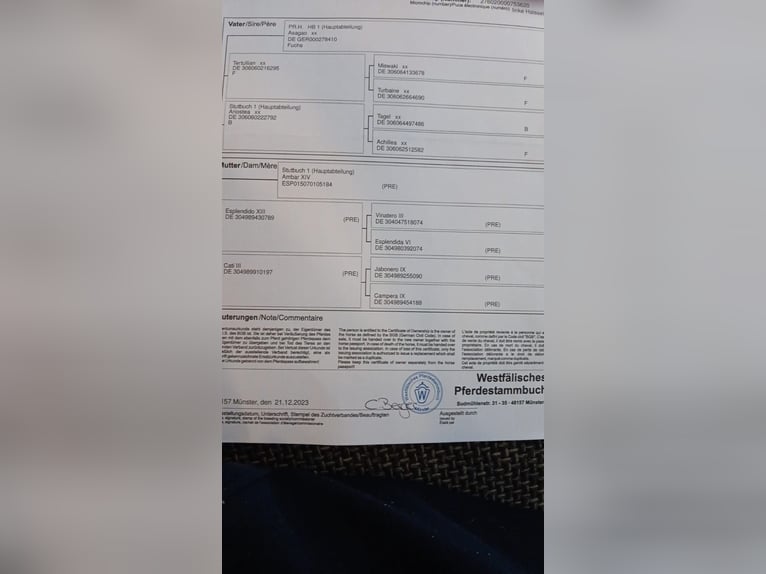 Westphalien Hongre 3 Ans 165 cm Bai in Hamm