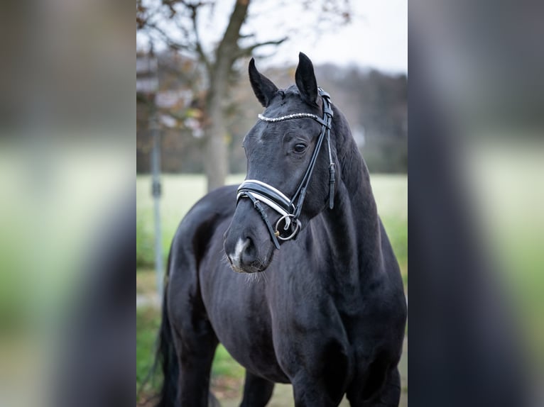 Westphalien Hongre 3 Ans 165 cm Noir in Bramsche