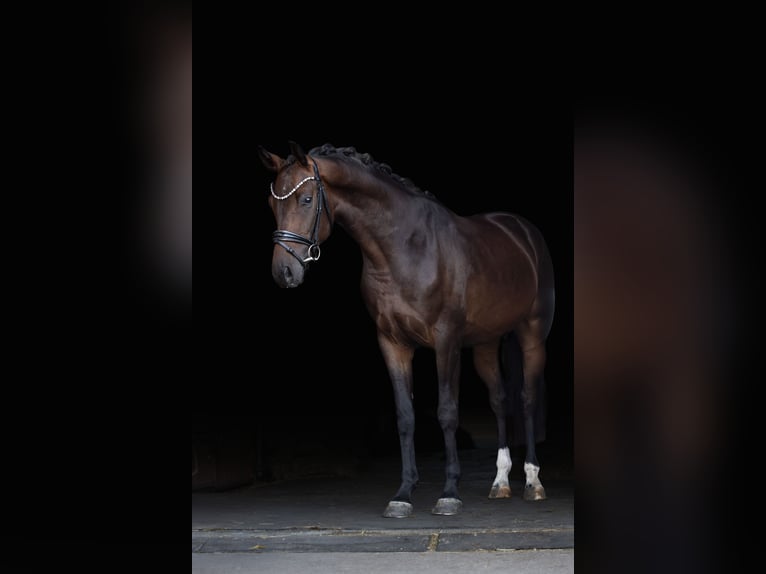 Westphalien Hongre 3 Ans 166 cm Bai brun in Hayingen