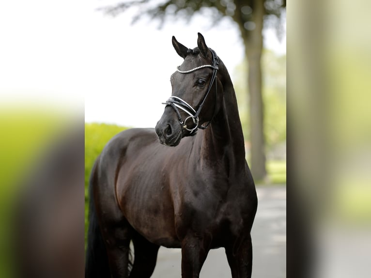 Westphalien Hongre 3 Ans 166 cm Noir in Vechta