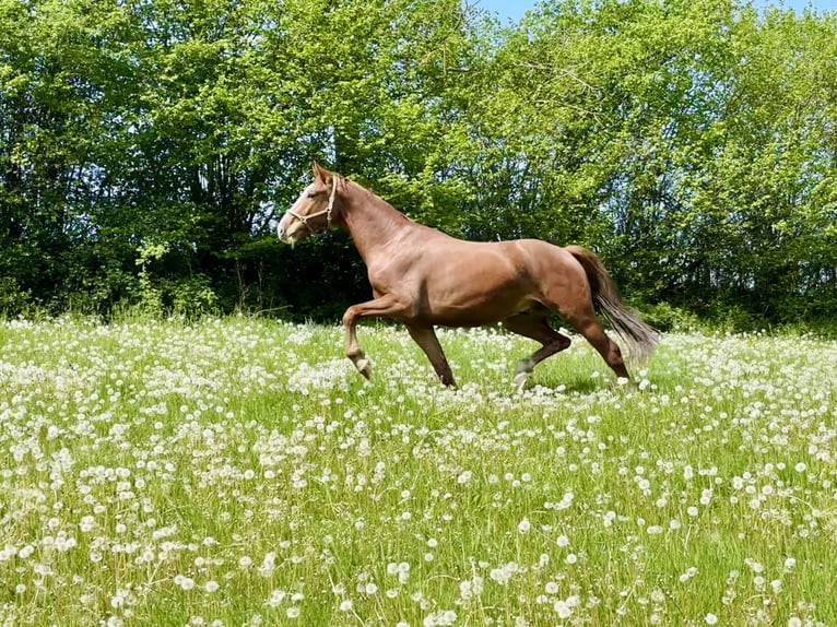 Westphalien Hongre 3 Ans 167 cm Alezan in Arnsberg