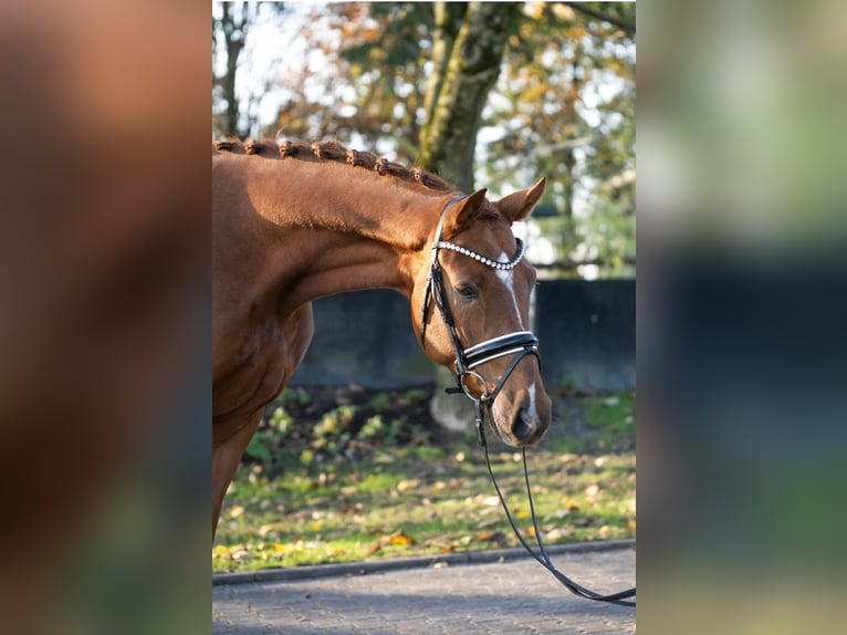 Westphalien Hongre 3 Ans 167 cm Alezan in Paderborn