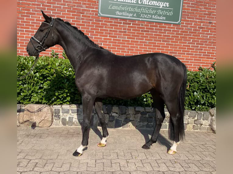 Westphalien Hongre 3 Ans 167 cm Bai brun foncé in Minden Westphalien Hongre 3 Ans 167 cm Bai brun foncé in Minden