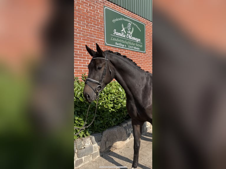Westphalien Hongre 3 Ans 167 cm Bai brun foncé in Minden Westphalien Hongre 3 Ans 167 cm Bai brun foncé in Minden