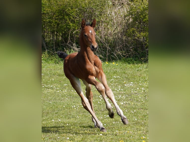 Westphalien Hongre 3 Ans 167 cm Bai in Hamm