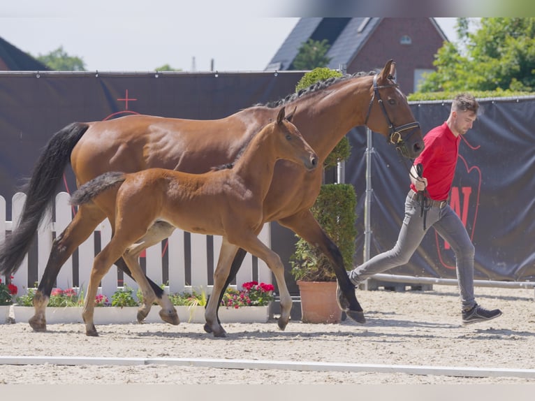 Westphalien Hongre 3 Ans 167 cm Bai in Hamm