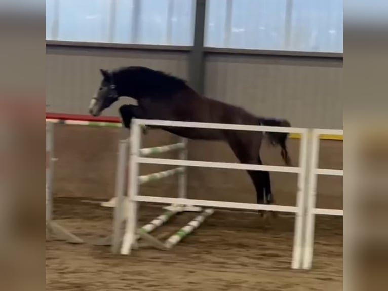 Westphalien Hongre 3 Ans 167 cm Gris in Lindlar