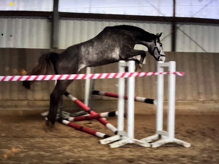 Westphalien Hongre 3 Ans 167 cm Gris in Bassum