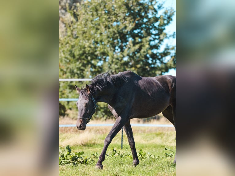 Westphalien Hongre 3 Ans 167 cm Noir in Emden