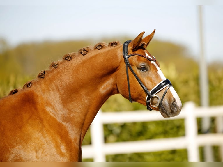 Westphalien Hongre 3 Ans 168 cm Alezan in Vechta