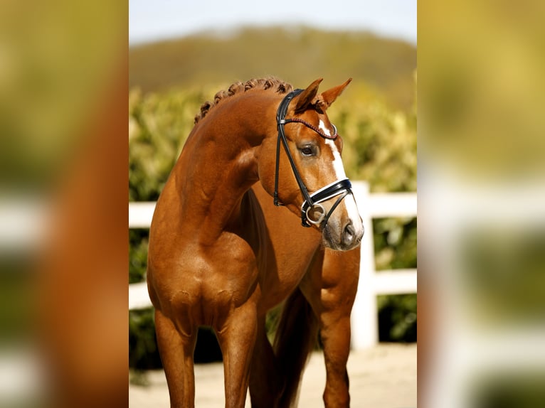 Westphalien Hongre 3 Ans 168 cm Alezan in Vechta