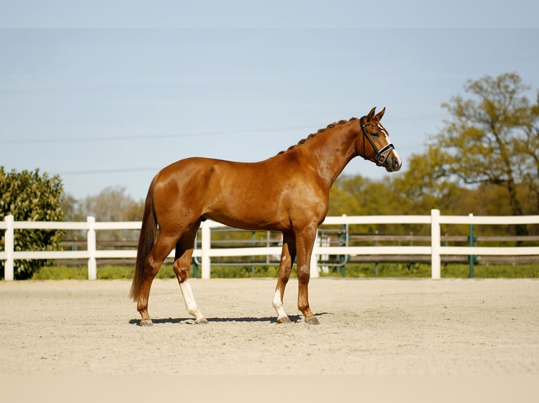 Westphalien Hongre 3 Ans 168 cm Alezan in Vechta