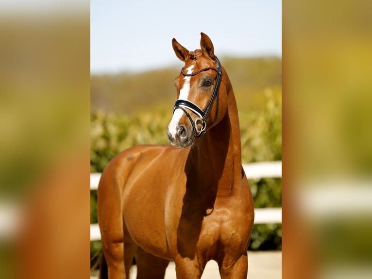 Westphalien Hongre 3 Ans 168 cm Alezan in Vechta