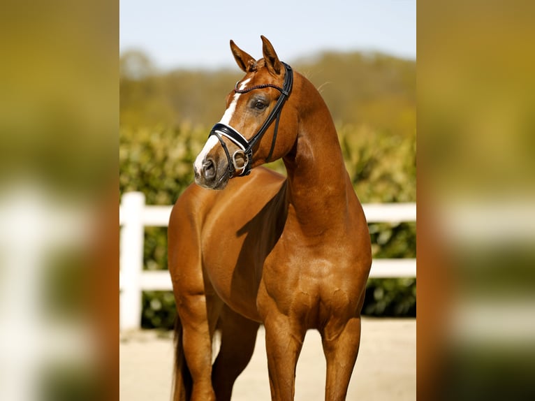 Westphalien Hongre 3 Ans 168 cm Alezan in Vechta