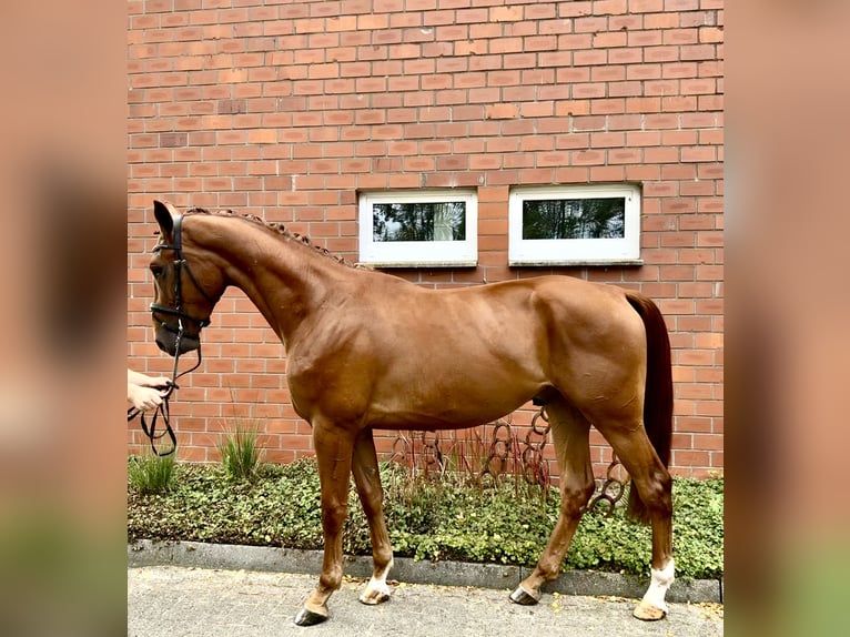 Westphalien Hongre 3 Ans 168 cm Alezan in Bawinkel