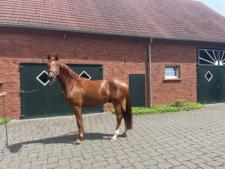 Westphalien Hongre 3 Ans 168 cm Alezan in Kirchlengern