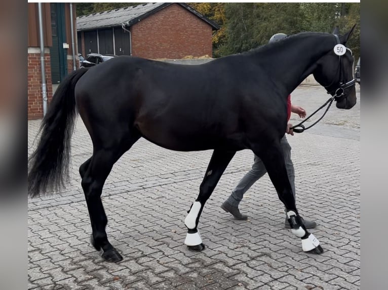 Westphalien Hongre 3 Ans 168 cm Bai brun foncé in Münster