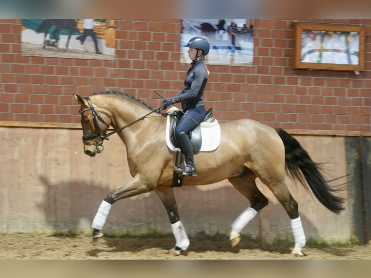 Westphalien Hongre 3 Ans 168 cm Bai in Paderborn