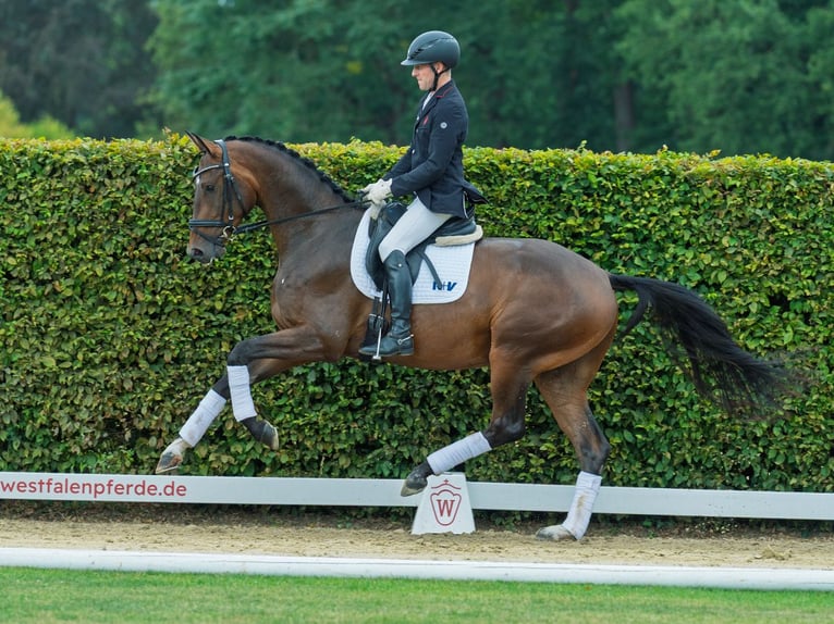 Westphalien Hongre 3 Ans 168 cm Bai in M&#xFC;nster-Handorf