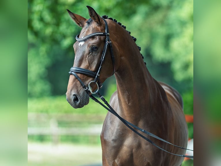 Westphalien Hongre 3 Ans 168 cm Bai in M&#xFC;nster-Handorf