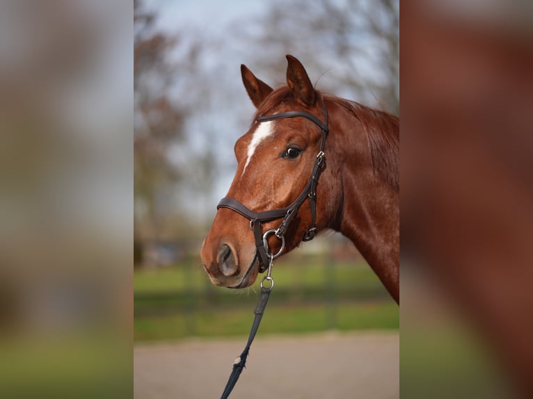 Westphalien Hongre 3 Ans 168 cm Rouan Rouge in Stramproy