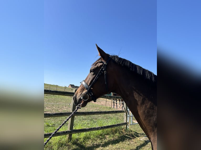 Westphalien Hongre 3 Ans 169 cm Bai brun foncé in Hameln