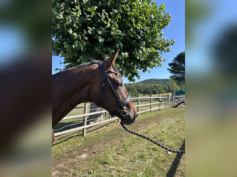 Westphalien Hongre 3 Ans 169 cm Bai brun foncé in Hameln