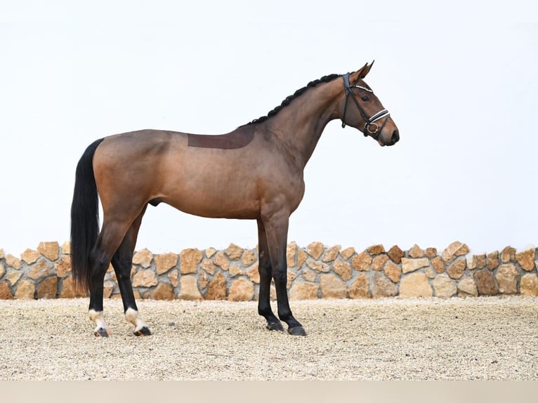 Westphalien Hongre 3 Ans 169 cm Bai in Tauberrettersheim