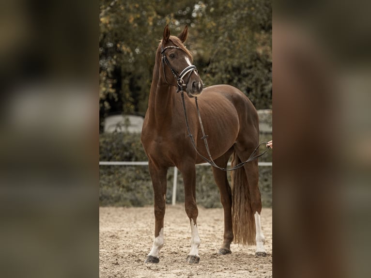Westphalien Hongre 3 Ans 170 cm Alezan brûlé in Hockenheim
