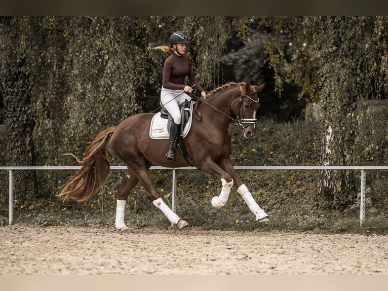 Westphalien Hongre 3 Ans 170 cm Alezan brûlé in Hockenheim