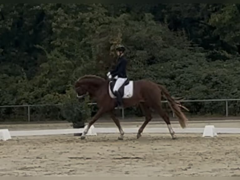 Westphalien Hongre 3 Ans 170 cm Alezan brûlé in Hockenheim