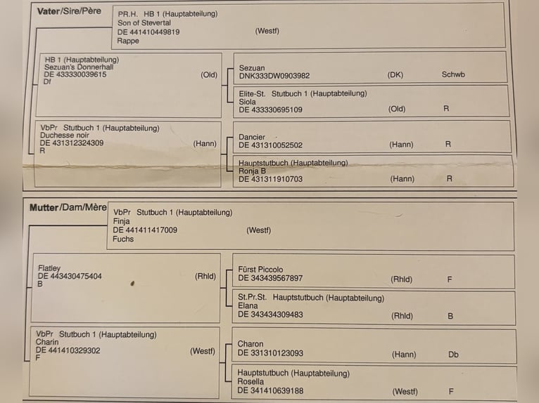 Westphalien Hongre 3 Ans 170 cm Alezan in Blankenheim