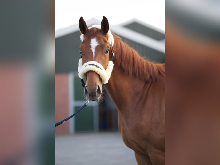 Westphalien Hongre 3 Ans 170 cm Alezan cuivré in Stramproy