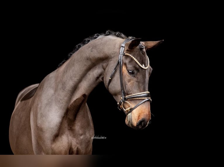 Westphalien Hongre 3 Ans 170 cm Bai brun in Lehrberg