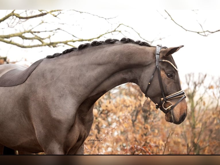 Westphalien Hongre 3 Ans 170 cm Bai brun in Lehrberg