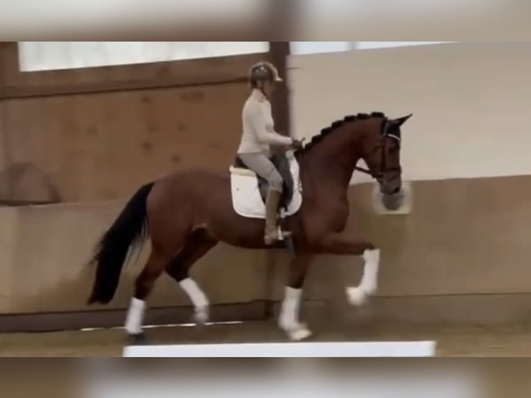 Westphalien Hongre 3 Ans 170 cm Bai in Bielefeld