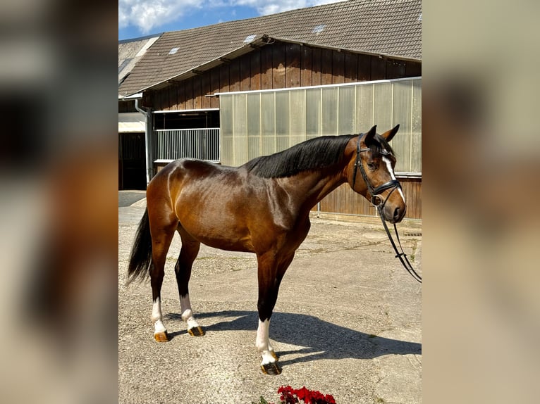Westphalien Hongre 3 Ans 170 cm Bai in Castrop-Rauxelcastrop-Rauxel