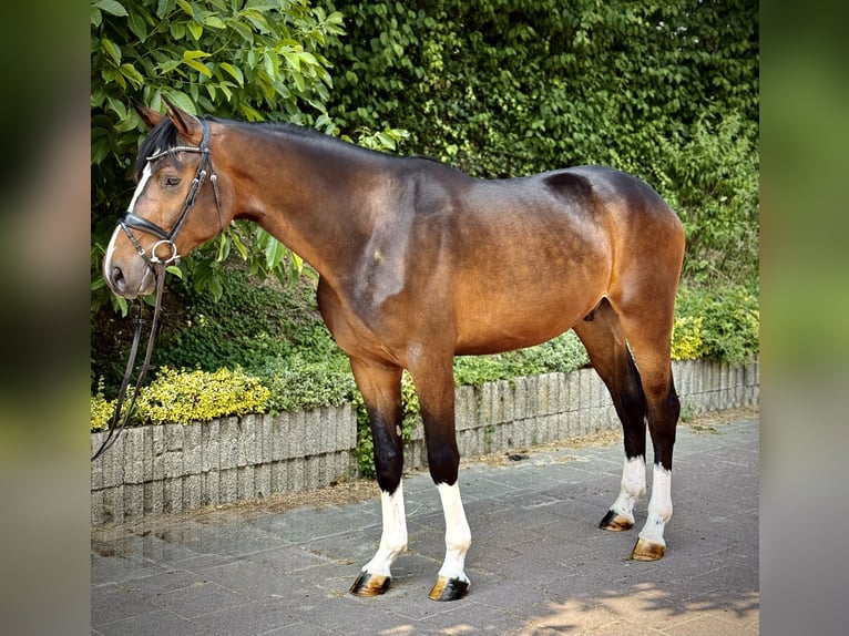 Westphalien Hongre 3 Ans 170 cm Bai in Castrop-Rauxelcastrop-Rauxel