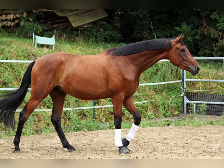 Westphalien Hongre 3 Ans 170 cm Bai in Borchen