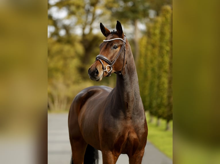 Westphalien Hongre 3 Ans 170 cm Bai in Steinfurt