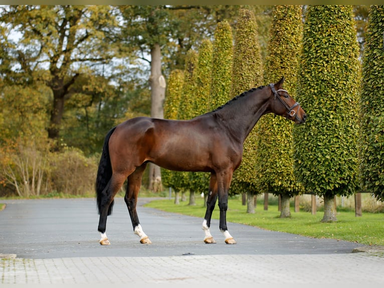 Westphalien Hongre 3 Ans 170 cm Bai in Steinfurt