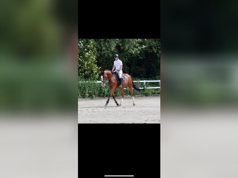 Westphalien Hongre 3 Ans 170 cm Bai in Herresbach