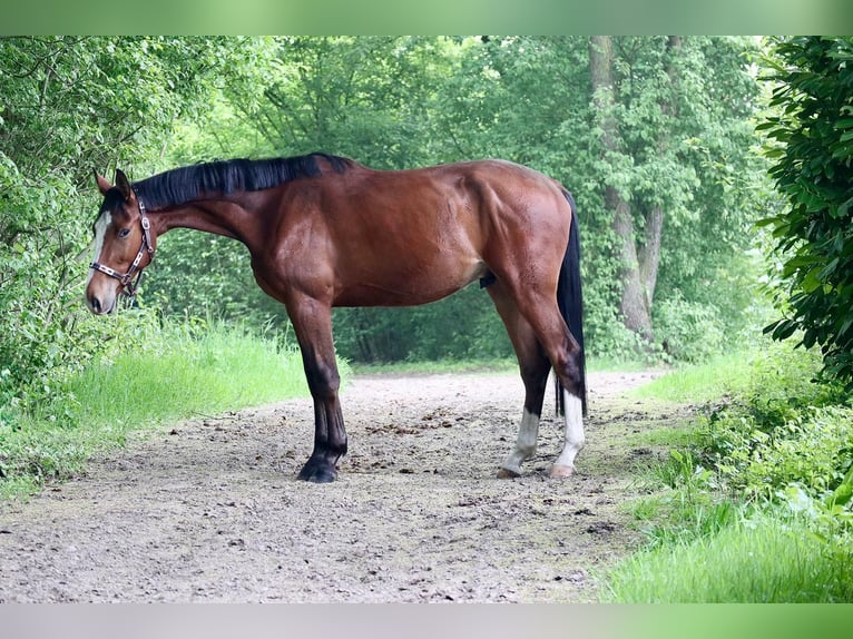 Westphalien Hongre 3 Ans 170 cm Bai in Herresbach