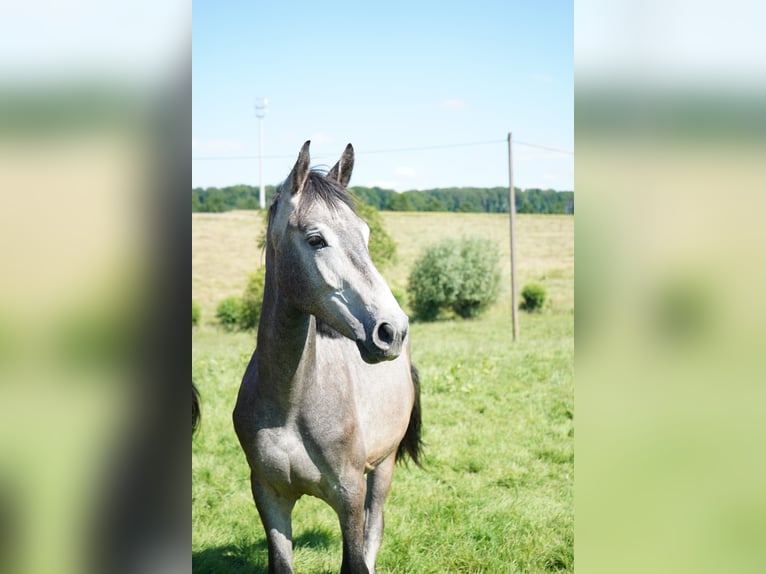 Westphalien Hongre 3 Ans 170 cm Gris moucheté in Wuppertal