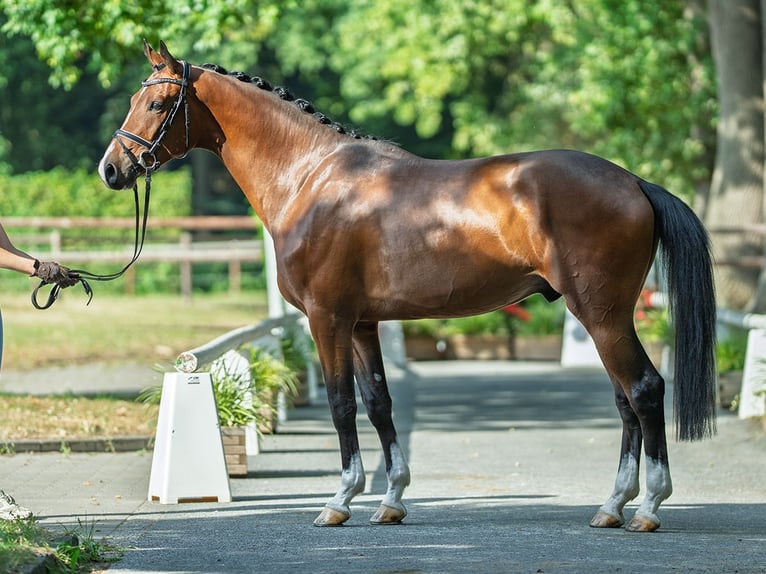 Westphalien Hongre 3 Ans 171 cm Bai in M&#xFC;nster