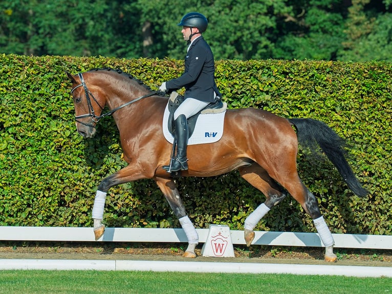 Westphalien Hongre 3 Ans 171 cm Bai in M&#xFC;nster